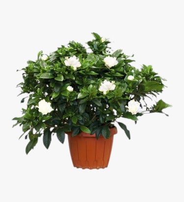 Gardenia Jasminoides Plant (Cape Jasmine)